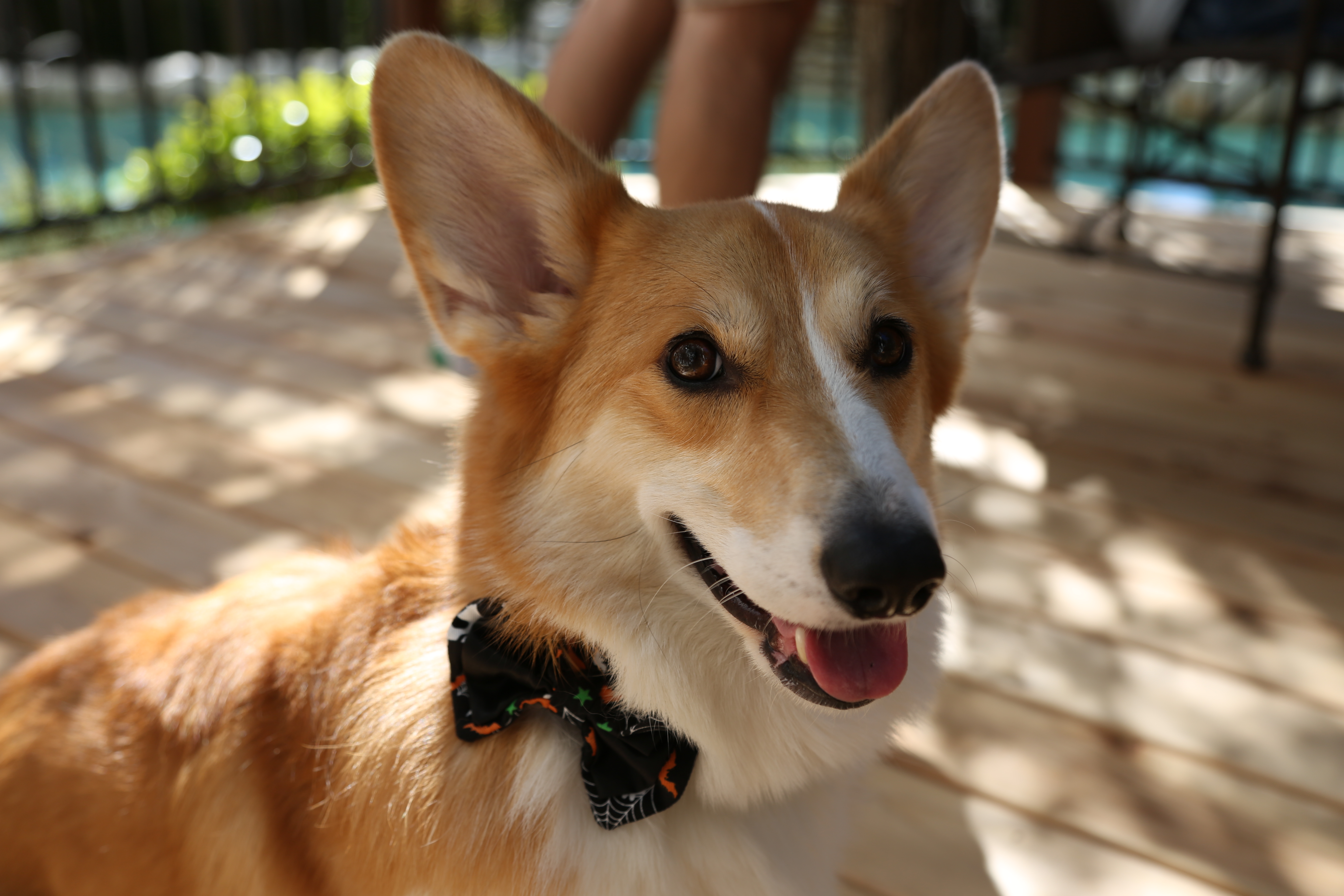 Kanji the Corgi